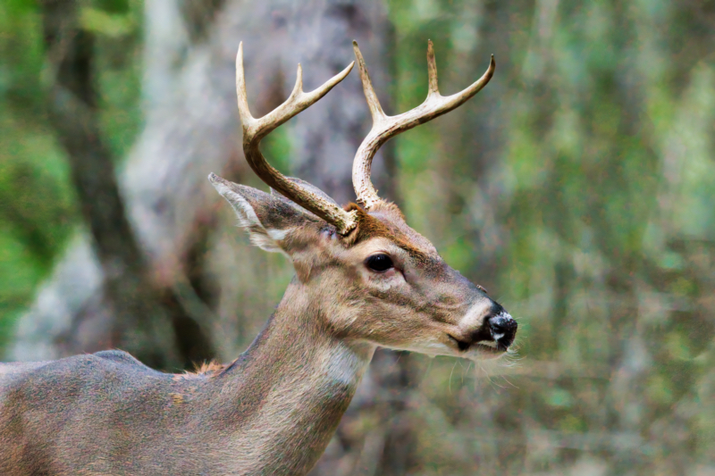 6 point buck pictures