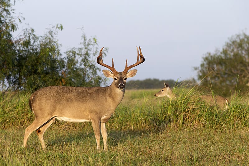 8 point buck pictures