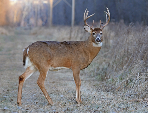 a picture of a buck deer