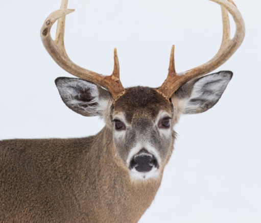 a picture of a deer head