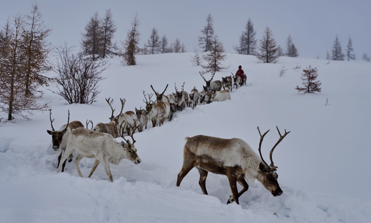 how much reindeer does santa have