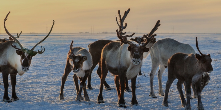 wild reindeer