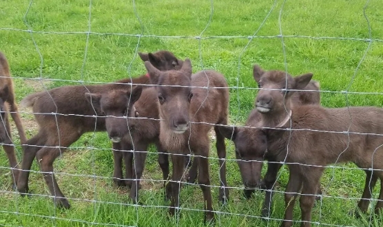 reindeer for sale