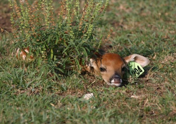 how often deer have babies