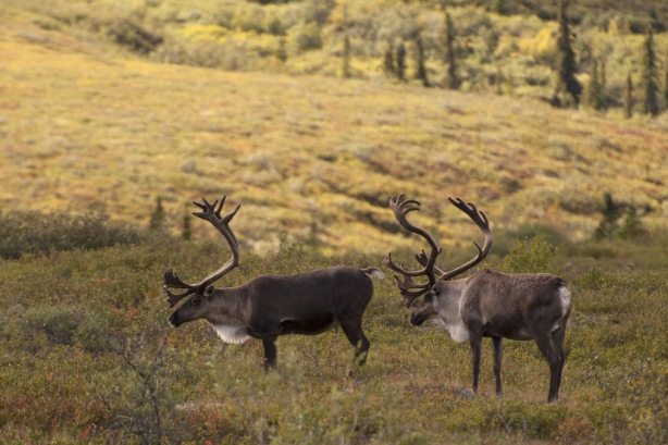 how many reindeer in canada