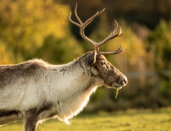 adopt a reindeer