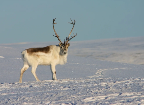 how far can reindeer swim