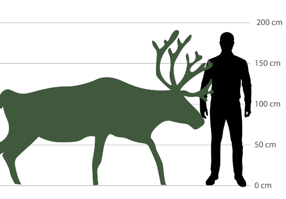 reindeer size