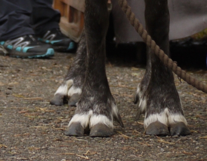 reindeer feet