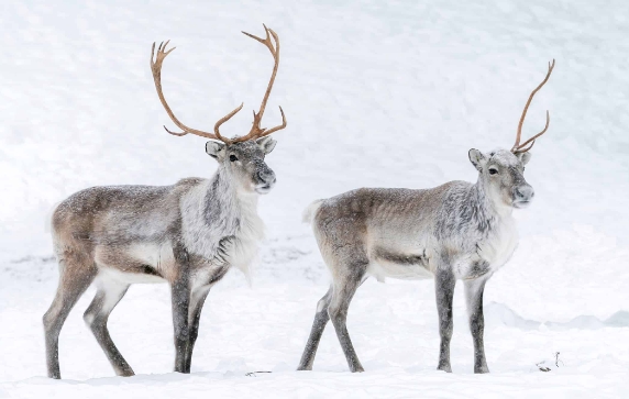 reindeer real