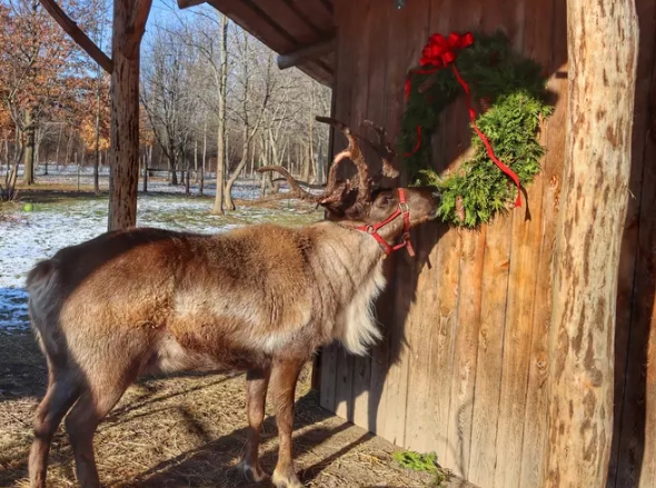 reindeer near me