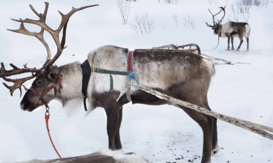 how many reindeer are there in the world