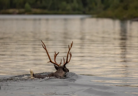 how far can reindeer jump