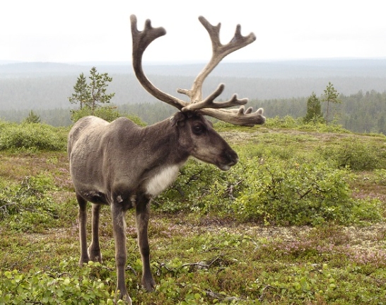 how much reindeer are in the world
