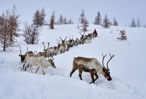 how much reindeer does santa claus have
