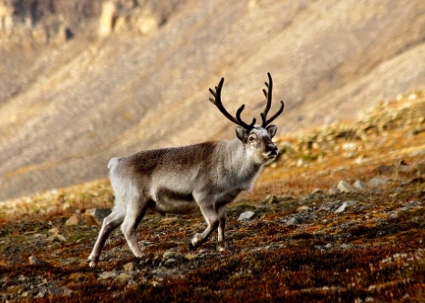 svalbard reindeer