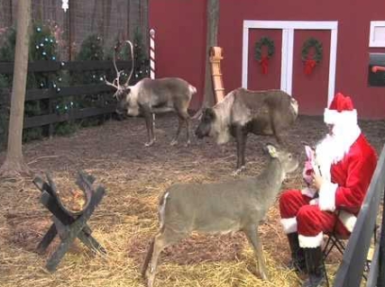 santaʼs reindeer cam