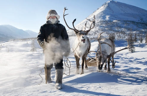russian reindeer