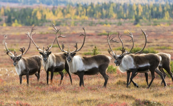 reindeer racing