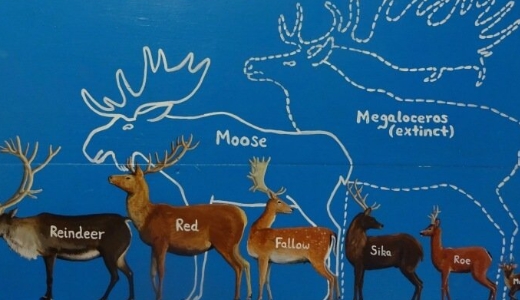 moose and reindeer