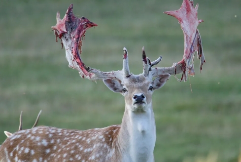 velvet reindeer