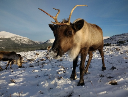 reindeer nose