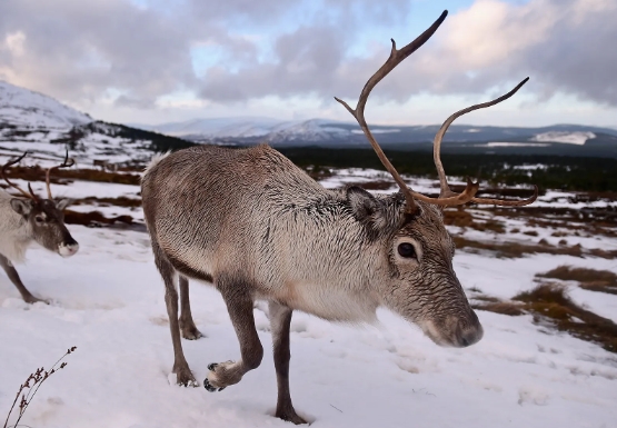 how far can reindeer see