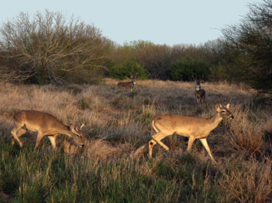 how far deer travel