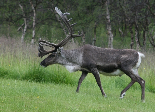 how long reindeer live