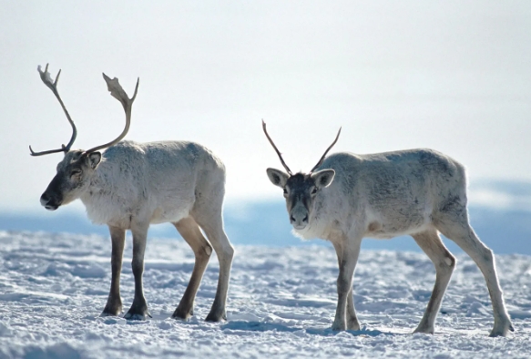 tundra reindeer