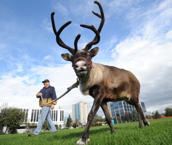 star the reindeer