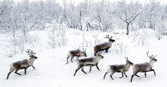 reindeer park near me