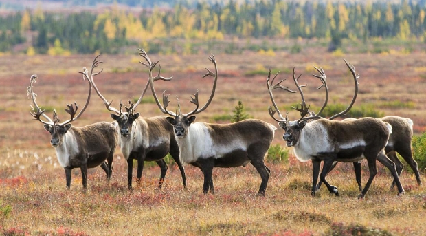 reindeer for sale near me