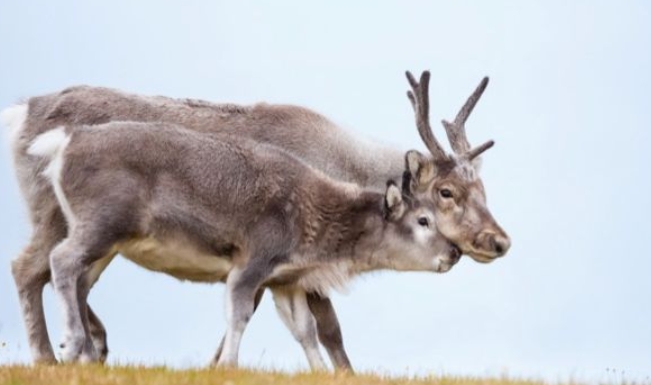 what reindeer are female