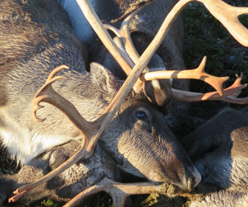 dead reindeer