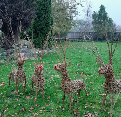 willow reindeer