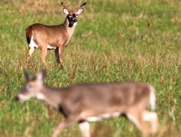 how far deer travel in a day