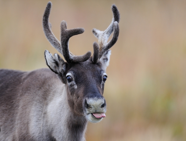 how much reindeer are there