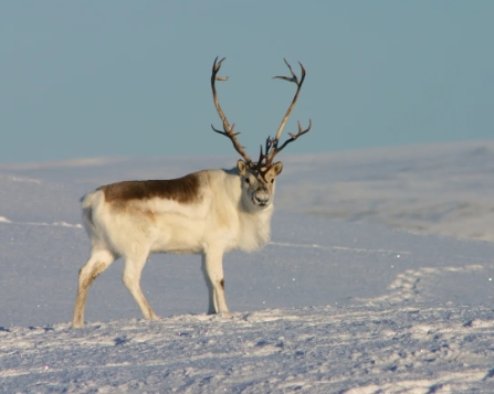 the reindeer