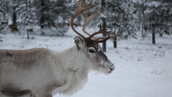 reindeer in snow
