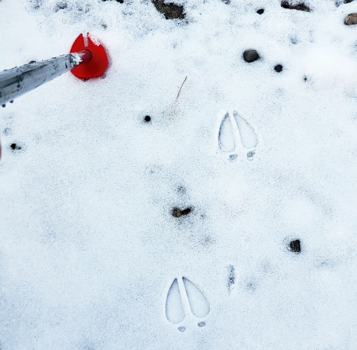 reindeer footprints