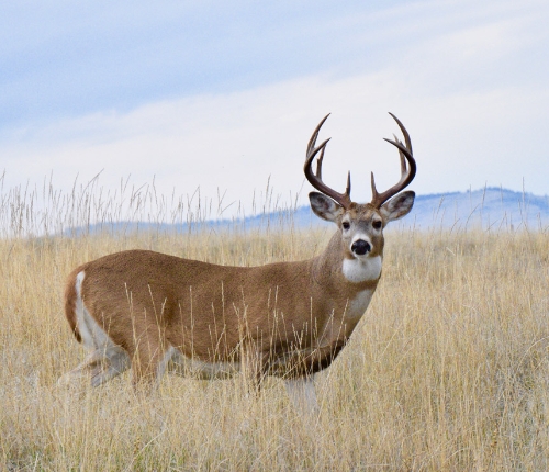 the range reindeer