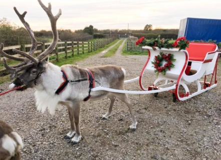 reindeer hire