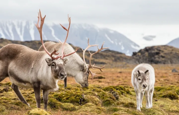 reindeer family