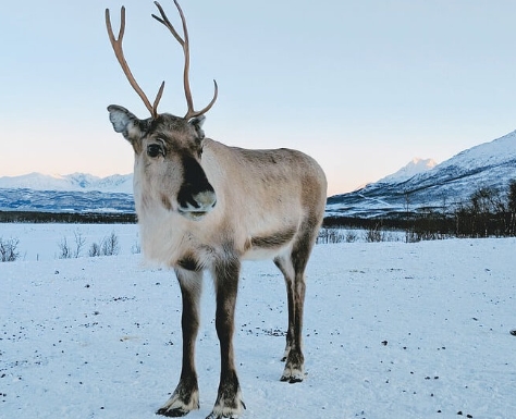 reindeer