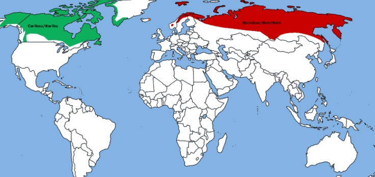 where reindeer live