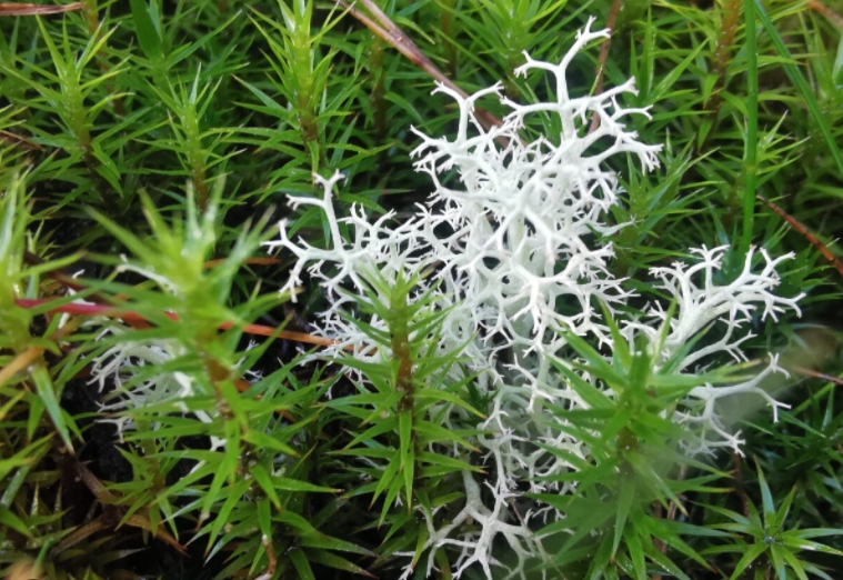 whatʼs reindeer moss