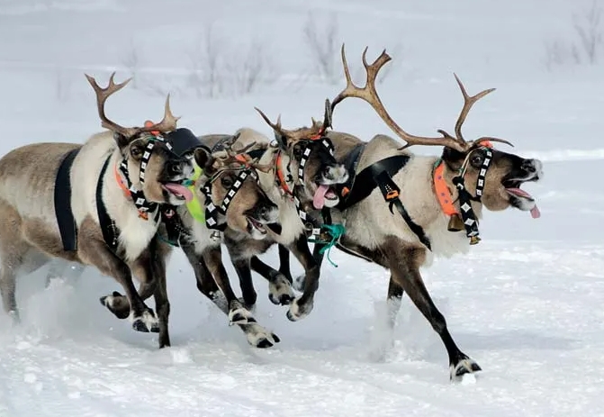 where is reindeer