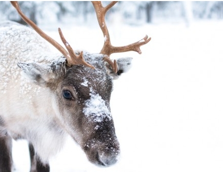 what reindeer is the fastest