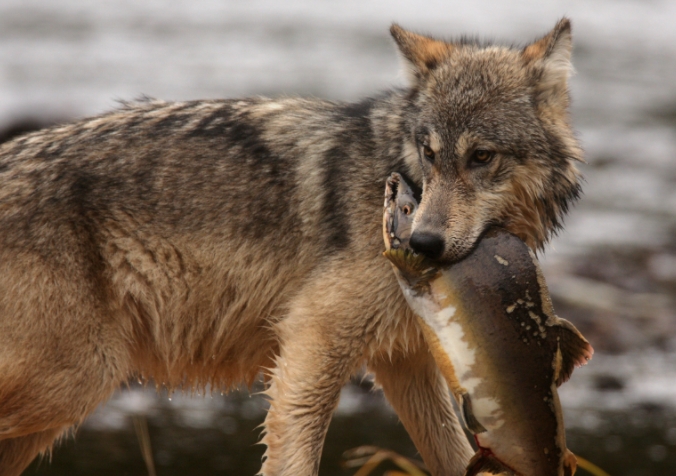 who are reindeerʼs predators